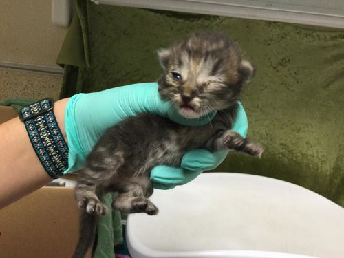 A1913074, Baby Domestic Short Hair (medium coat), cat for adoption in Alhambra, California