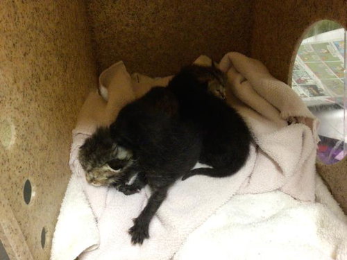 A1913149, Baby Domestic Short Hair (medium coat), cat for adoption in Alhambra, California