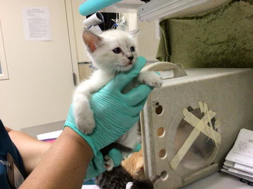 A1913196, Baby Domestic Short Hair / Siamese / Mixed (medium coat), cat for adoption in Alhambra, California