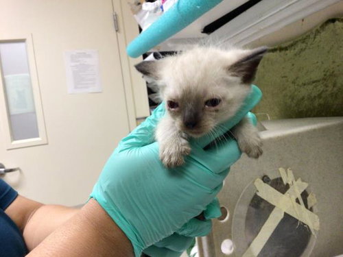 A1913197, Baby Domestic Short Hair / Siamese / Mixed (medium coat), cat for adoption in Alhambra, California