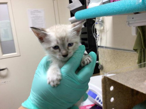 A1913198, Baby Domestic Short Hair / Siamese / Mixed (medium coat), cat for adoption in Alhambra, California
