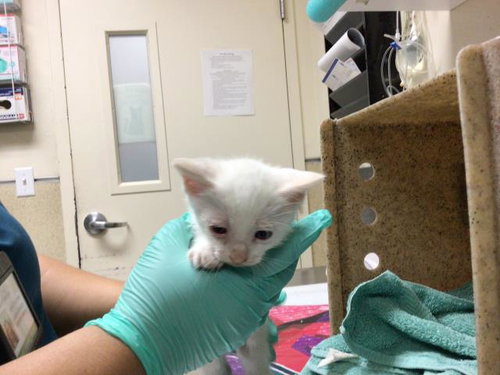 A1913201, Baby Domestic Short Hair (medium coat), cat for adoption in Alhambra, California