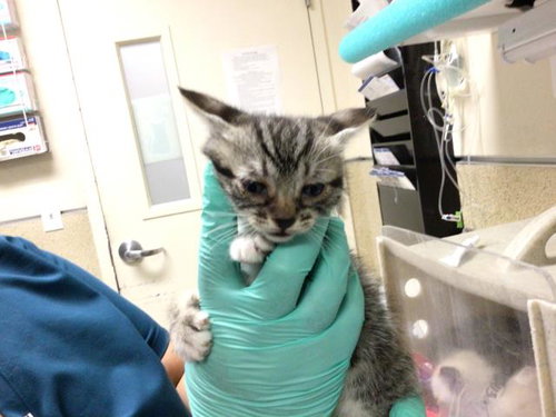A1913203, Baby Domestic Short Hair (medium coat), cat for adoption in Alhambra, California