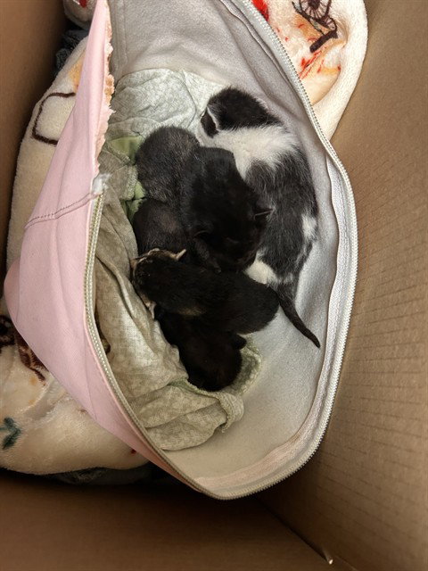 A1913208, Baby Domestic Short Hair (medium coat), cat for adoption in Alhambra, California