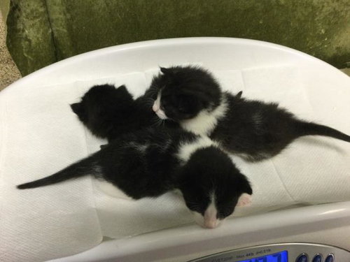 A1913507, Baby Domestic Short Hair (medium coat), cat for adoption in Alhambra, California