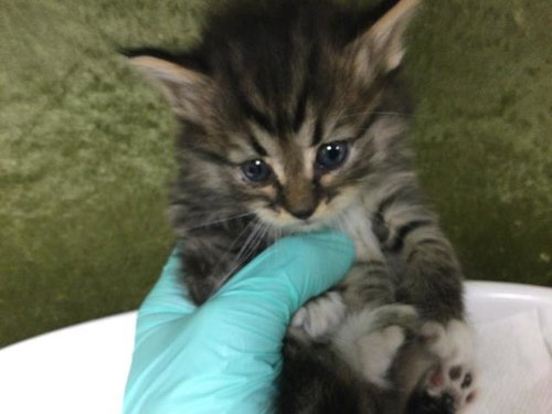 A1913522, Baby Domestic Short Hair (medium coat), cat for adoption in Alhambra, California