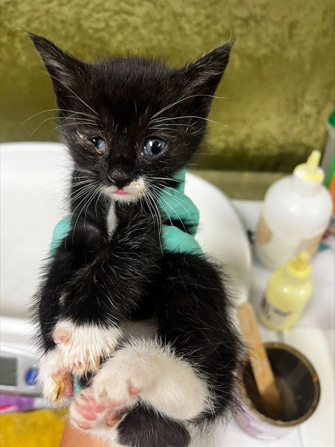 A1913523, Baby Domestic Short Hair (medium coat), cat for adoption in Alhambra, California