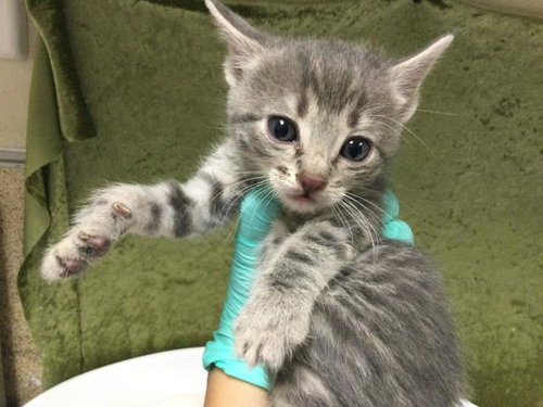 MARIA, Baby Domestic Short Hair (medium coat), cat for adoption in Alhambra, California