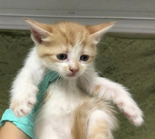JUANITA, Baby Domestic Short Hair (medium coat), cat for adoption in Alhambra, California
