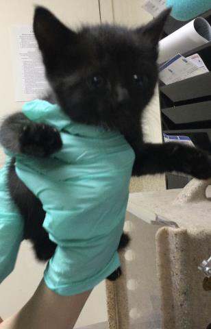 ESTELLA, Baby Domestic Short Hair (medium coat), cat for adoption in Alhambra, California