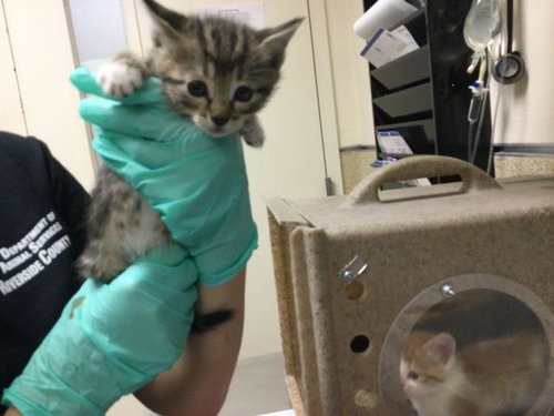 VILMA, Baby Domestic Short Hair (medium coat), cat for adoption in Alhambra, California