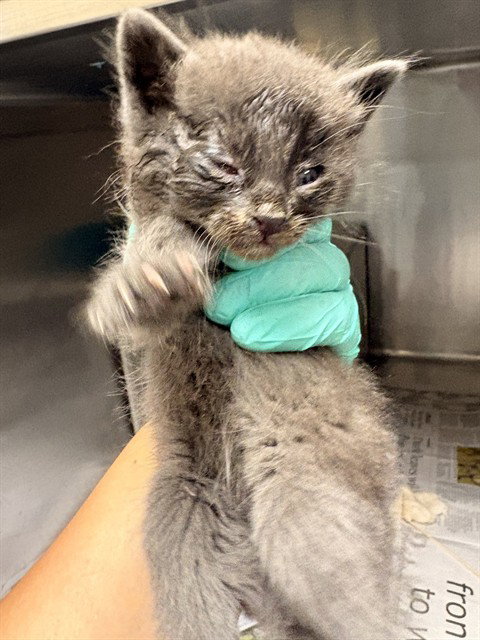 A1913939, Baby Domestic Short Hair (medium coat), cat for adoption in Alhambra, California