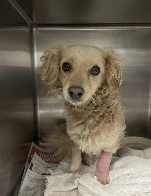 OTIE, an adoptable Cocker Spaniel in Riverside, CA