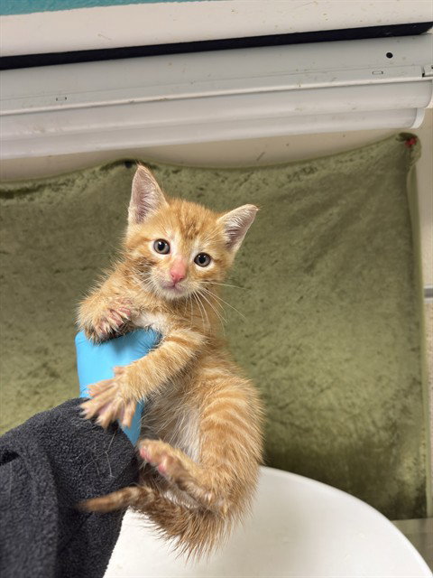 MASON, Baby Domestic Short Hair (medium coat), cat for adoption in Alhambra, California