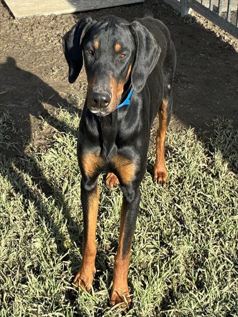 STEWEY, an adoptable Doberman Pinscher in Riverside, CA