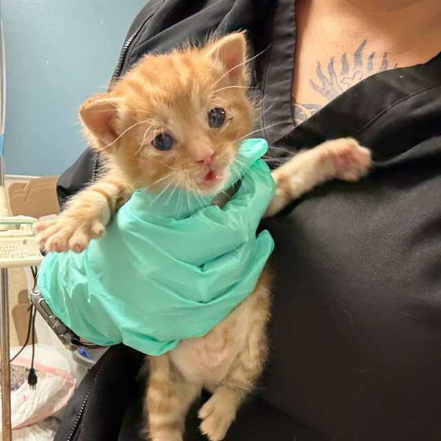 TATER TOT Image