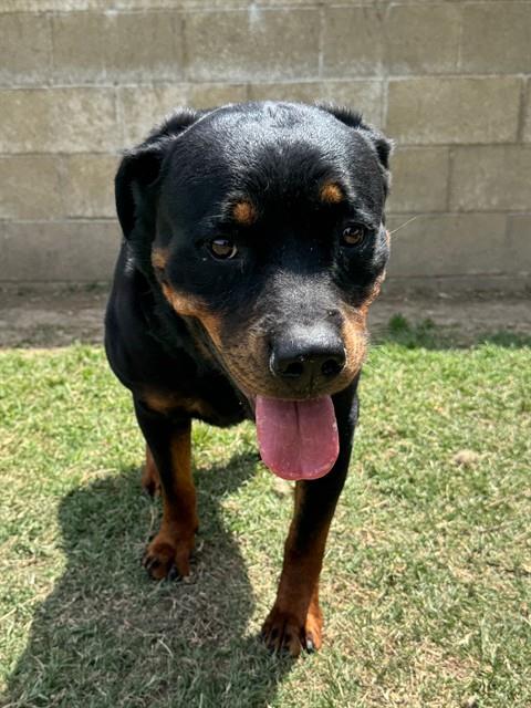 PETITE, an adoptable Rottweiler in Riverside, CA