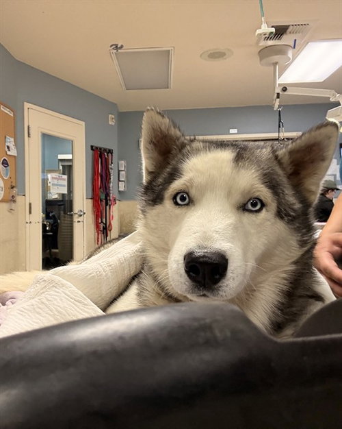 BOLT, an adoptable Siberian Husky in Riverside, CA