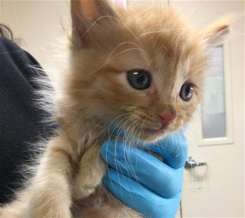 BOB, Baby Domestic Long Hair (medium coat), cat for adoption in Alhambra, California