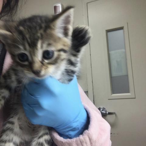 BOO, Baby Domestic Short Hair (medium coat), cat for adoption in Alhambra, California