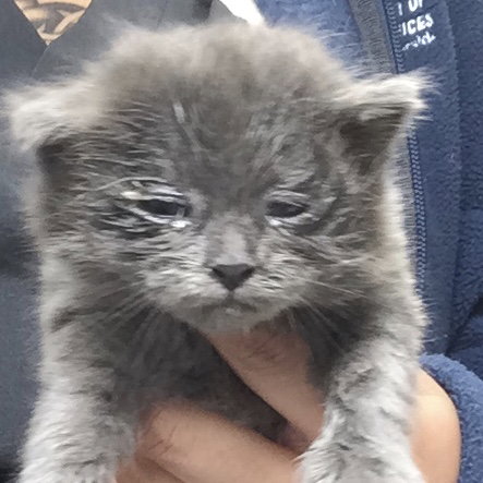 MOUSE, Baby Domestic Short Hair (medium coat), cat for adoption in Alhambra, California