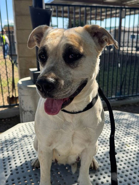 CRUNCH, an adoptable Mastiff in Riverside, CA