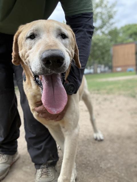 WAFFLES, an adoptable Labrador Retriever in Riverside, CA