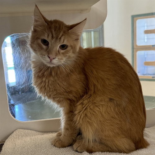 SAMSON, Adult Domestic Short Hair (medium coat), cat for adoption in Alhambra, California