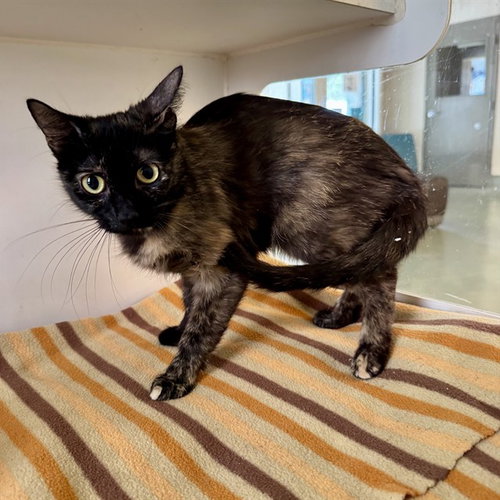 LOTTIE, Adult Domestic Short Hair (medium coat), cat for adoption in Alhambra, California