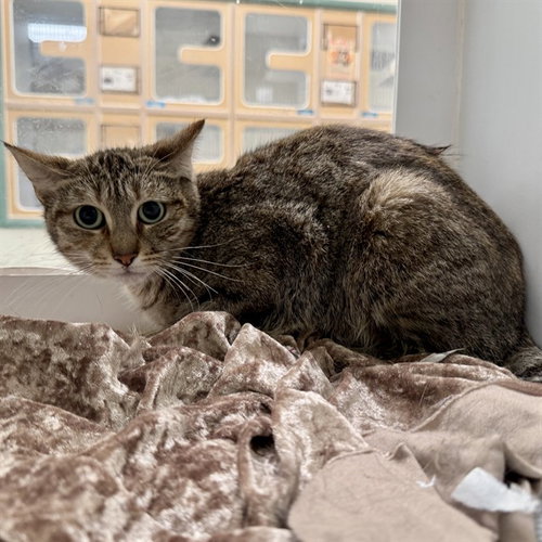 SHANNON, Adult Domestic Short Hair (medium coat), cat for adoption in Alhambra, California