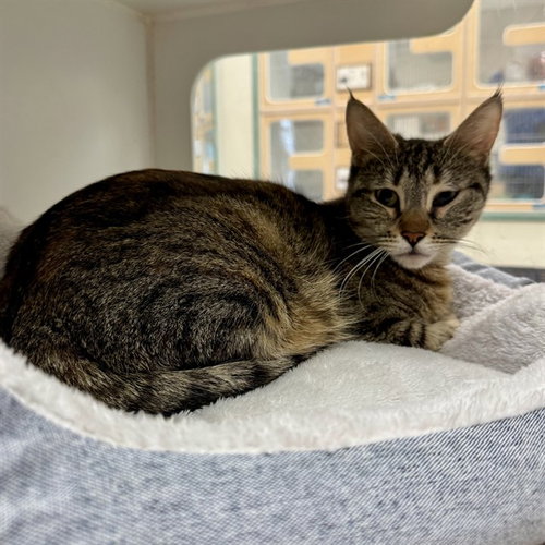 SANDY, Adult Domestic Short Hair (medium coat), cat for adoption in Alhambra, California