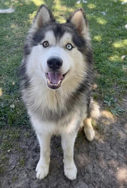 KODIAK, an adoptable Alaskan Malamute in Riverside, CA