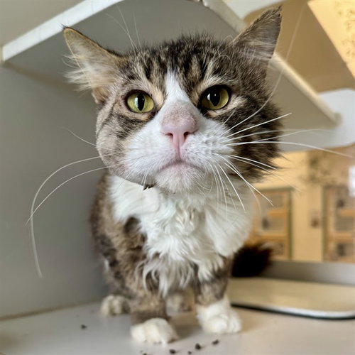 EDDY, Adult Domestic Long Hair (medium coat), cat for adoption in Alhambra, California
