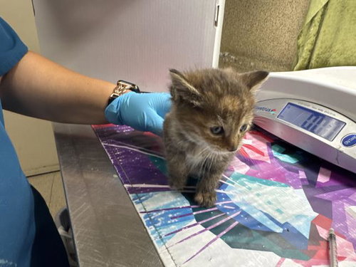 FOFO, Baby Domestic Short Hair (medium coat), cat for adoption in Alhambra, California