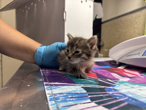 LISA, Baby Domestic Short Hair (medium coat), cat for adoption in Alhambra, California