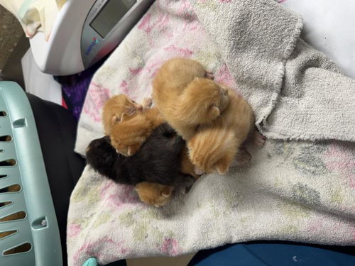 NISSION, Baby Domestic Short Hair (medium coat), cat for adoption in Alhambra, California