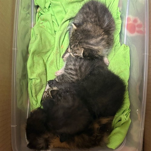 MINNIE, Baby Domestic Short Hair (medium coat), cat for adoption in Alhambra, California