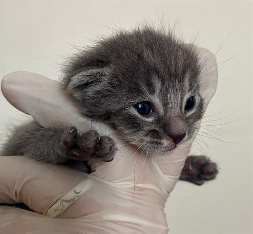 JJ, Baby Domestic Short Hair (medium coat), cat for adoption in Alhambra, California