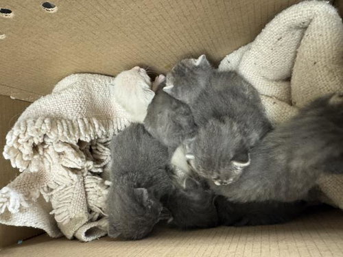 GOTO, Baby Domestic Short Hair (medium coat), cat for adoption in Alhambra, California