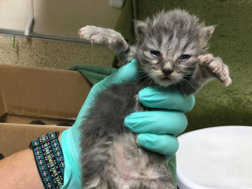 A1913075, Baby Domestic Short Hair (medium coat), cat for adoption in Alhambra, California