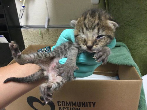 A1913076, Baby Domestic Short Hair (medium coat), cat for adoption in Alhambra, California