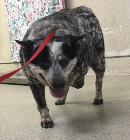 BUNNY, an adoptable Queensland Heeler in Riverside, CA