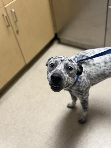 SPOT, an adoptable Queensland Heeler in Riverside, CA