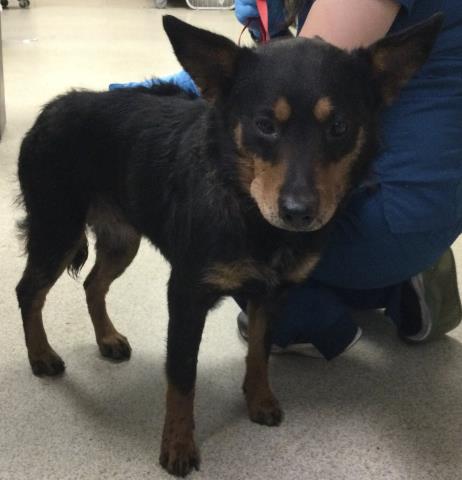 MARY, an adoptable Queensland Heeler in Riverside, CA