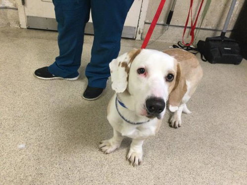 CHAPPI, an adoptable Basset Hound in Riverside, CA
