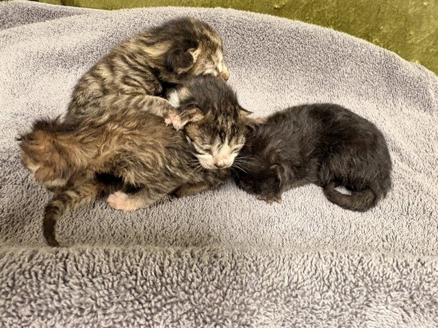 JANACE Image