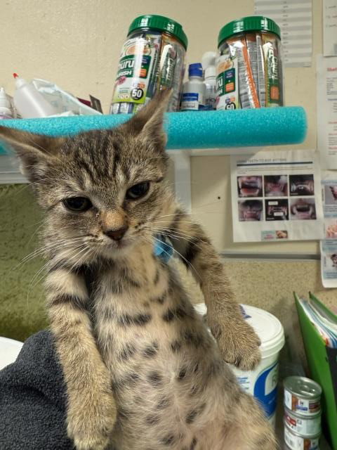MIMI - Domestic Short Hair available for adoption