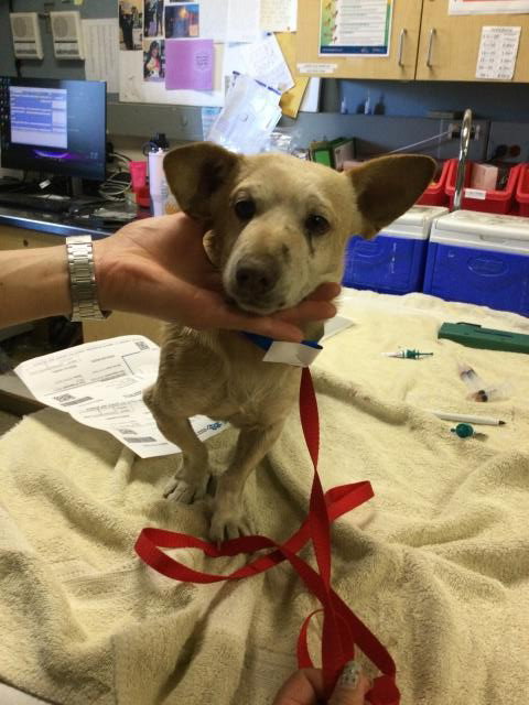 JACK, an adoptable Dachshund in Riverside, CA