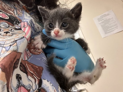 REX, Baby Domestic Short Hair (medium coat), cat for adoption in Alhambra, California