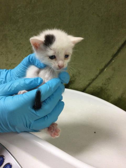 JIGGLY PUFF, Baby Domestic Short Hair (medium coat), cat for adoption in Alhambra, California